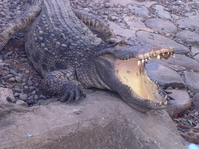 クロコダイル