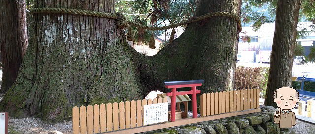 室生龍穴神社連理の杉