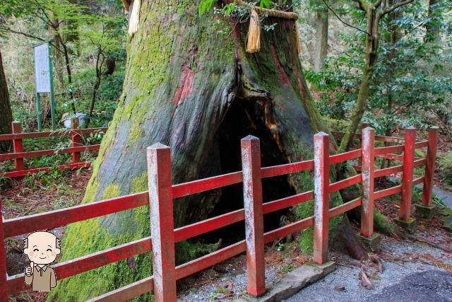 箱根神社安産杉