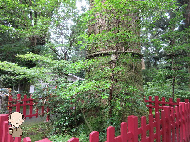 箱根神社矢立の杉