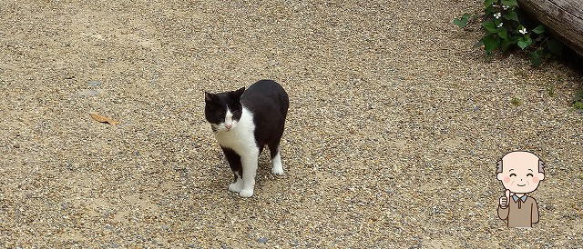 浄瑠璃寺の猫ちゃん